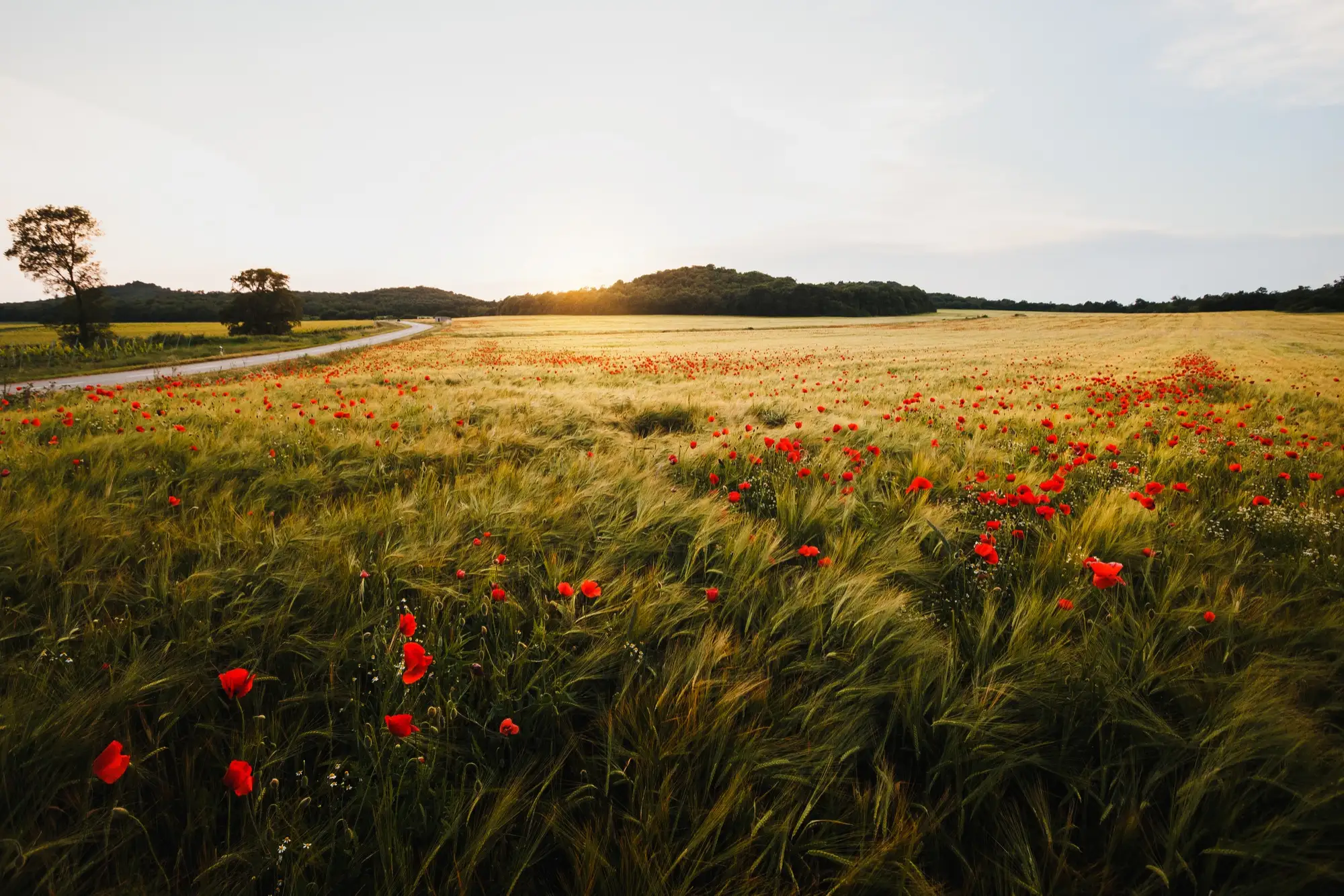 sunset landscape